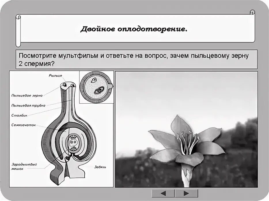 Преимущества двойного оплодотворения. Процесс двойного оплодотворения цветковых растений. Двойное оплодотворение у цветковых растений. План двойного оплодотворения у растений. Процесс двойного оплодотворения цветковых растений был открыт.