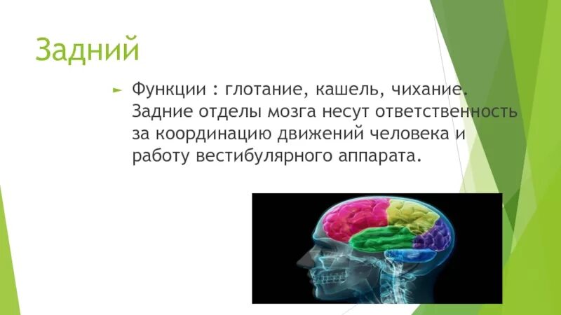 Отдел мозга отвечающий за кашель и чихание. Чихание и кашель какой отдел головного мозга. Кашель и чихание в каком отделе мозга. Какой отдел мозга отвечает за чихание и кашель. Кашель и чихание какой отдел мозга