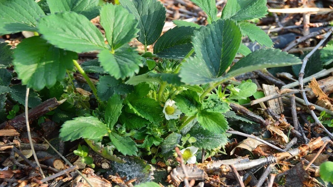 Клубника после плодоношения. Обработка клубники весной. Искрой можно обработать клубнику. Удобрение для клубники ягодка. Опрыскивание клубники фото.