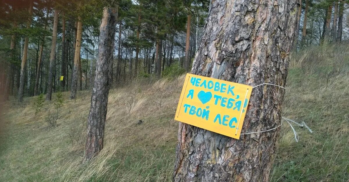 Вот такое дерево увидел сегодня у нас в лесу) Пикабу