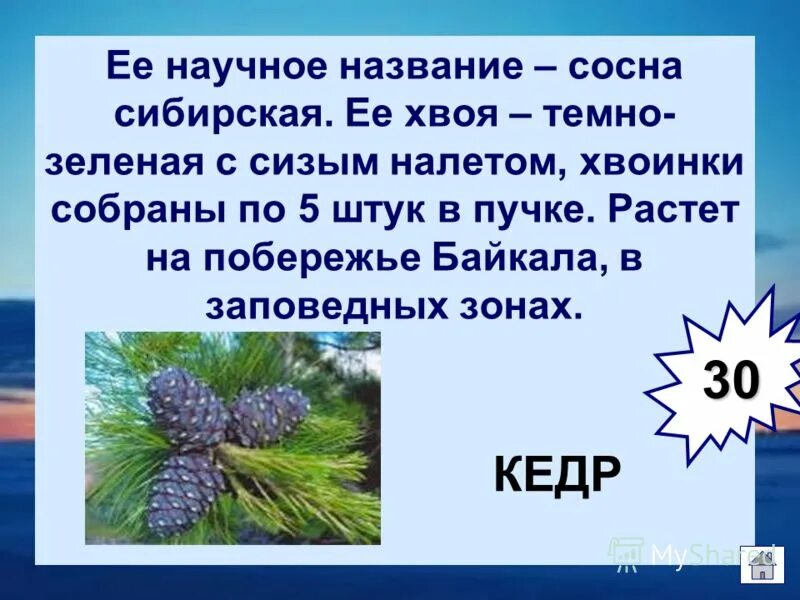 имя сосна. сосна обыкновенная pinus sylvestris l. пихта, ель обыкновенная,сосна кедровая. имя сосна. имя сосна.