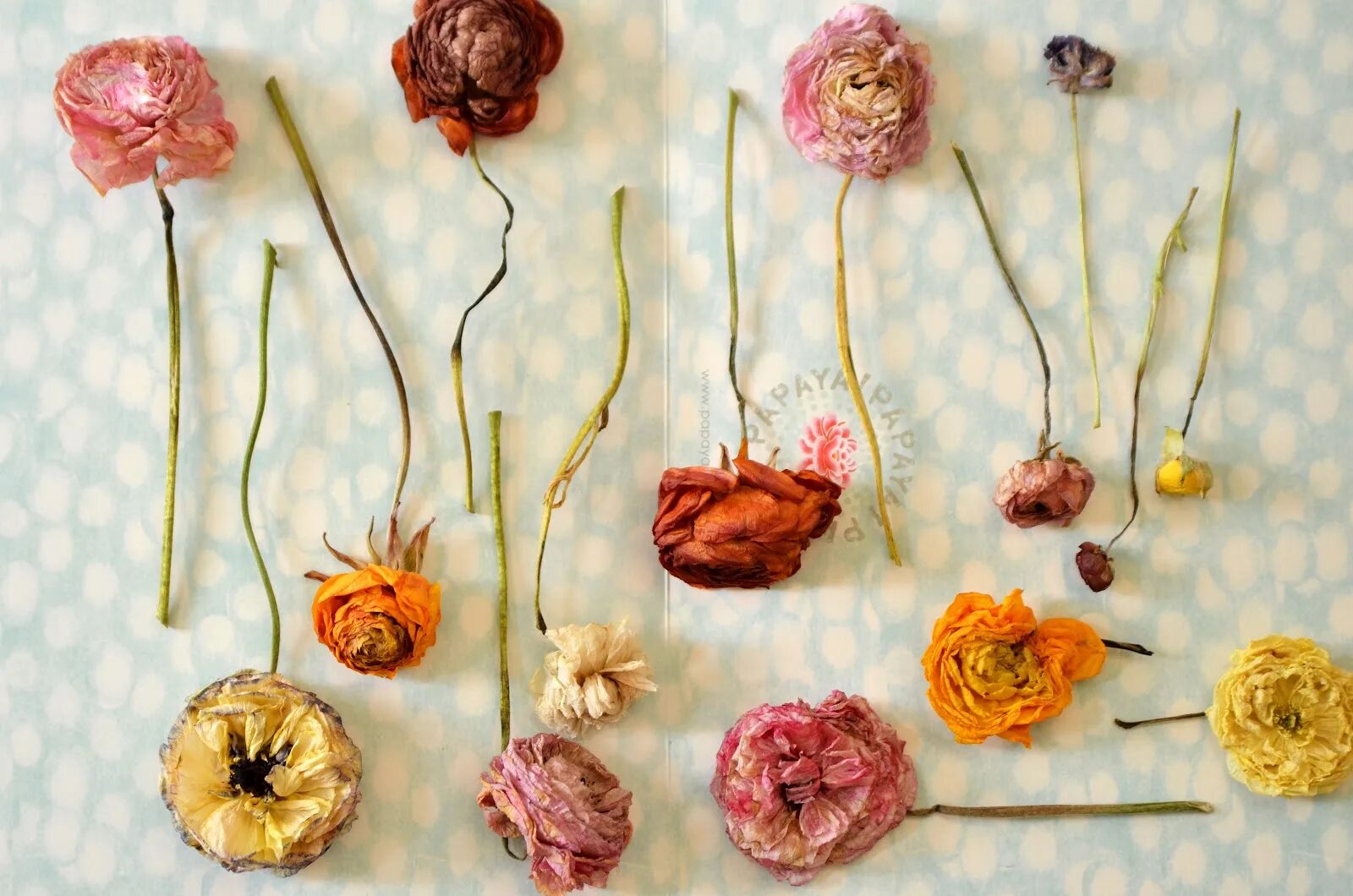 цветы хризантемы с сухоцветами.