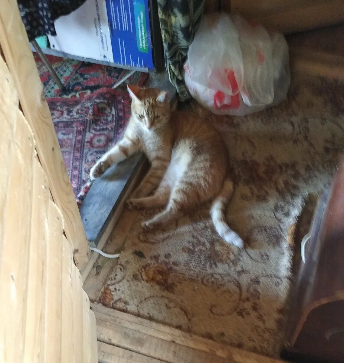 Кот сеня дзен. Кот сеня дзен. Кот сеня. Кот сеня дзен. Кот сеня дзен.