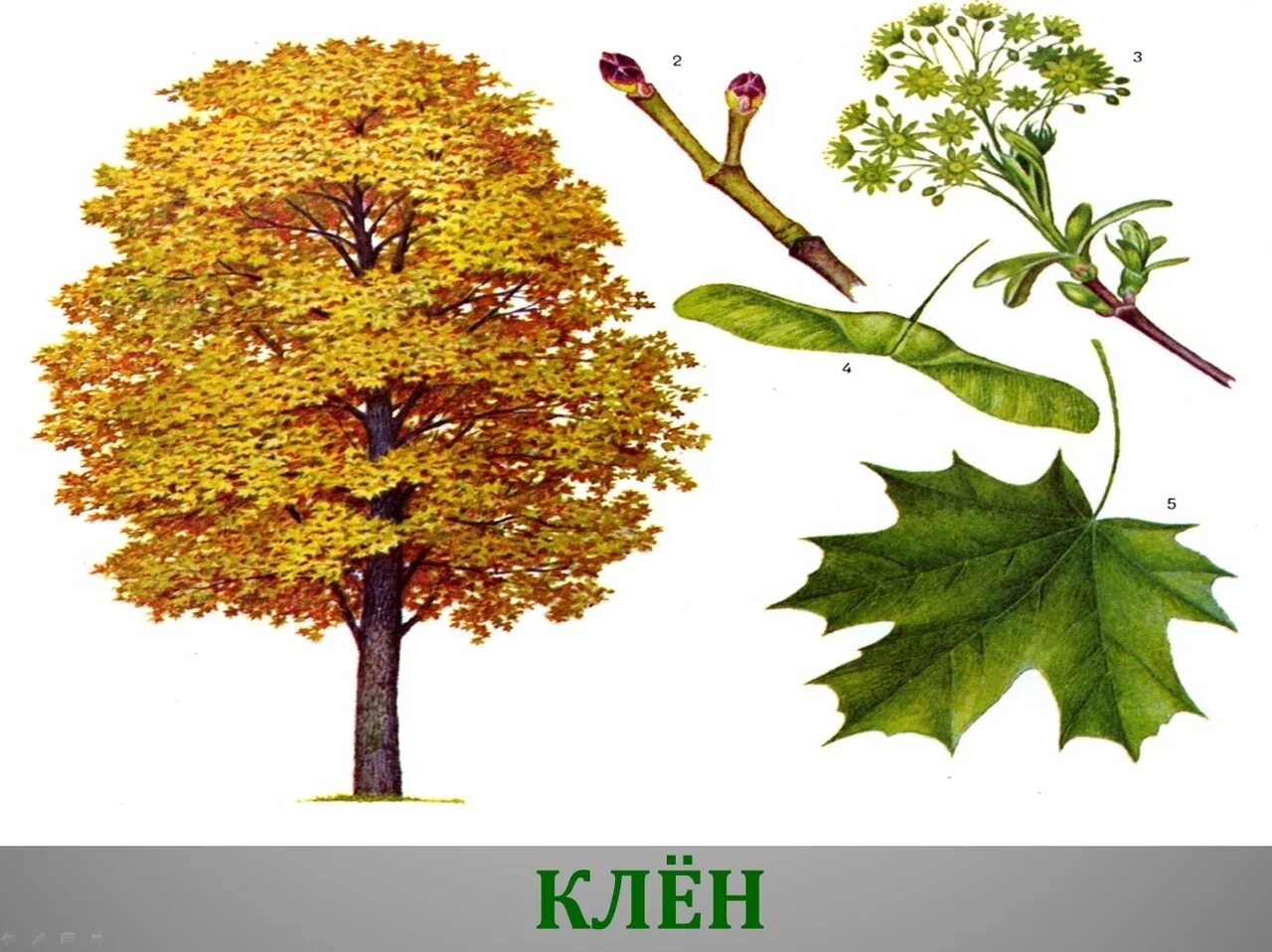 сколько живет клен. описание деревьев для детей. продолжительность жизни березы. продолжительность жизни деревьев клен. описать клен.