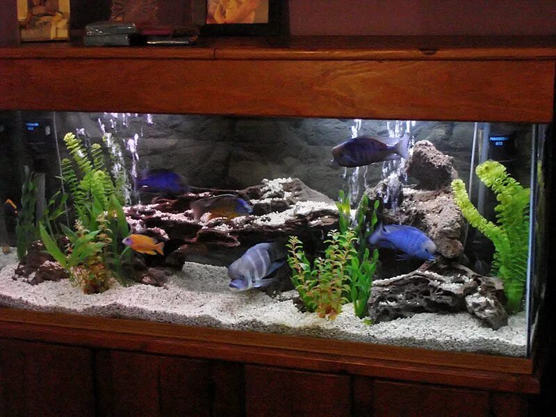 Наполнение аквариума 100 литров. Аквариум наполнен. Рыбки для аквариума. Аквариум в интерьере. Аквариум наполнен.