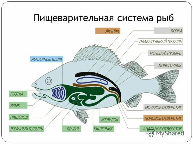 Органы пищеварительной системы у рыб 7 класс. Внутреннее строение рыбы таблица система органов строение и функции. Внутреннее строение рыбы пищеварительная система. Система органов рыб таблица биология 7 класс. Органы пищеварительной системы у рыб 7 класс.