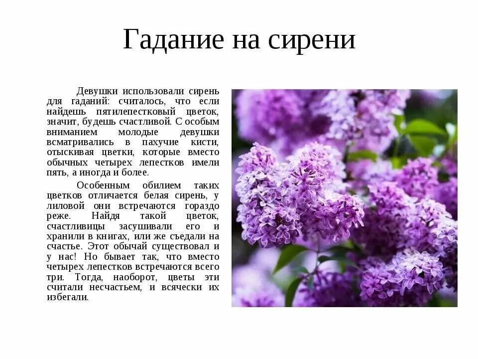 Видеть во сне сирень цветущую. Сирень. описание сирени. легенда о сирени. стихи про сирень.