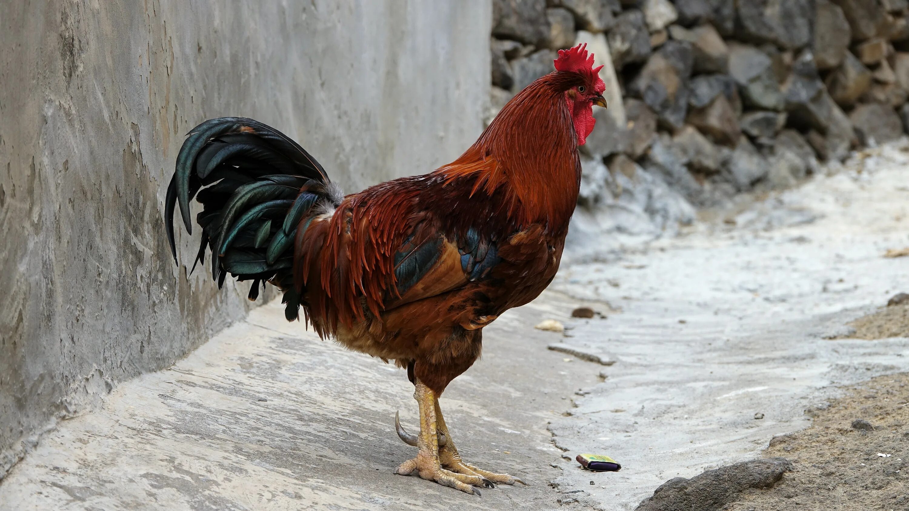 Петуха 7. Петух. красный петух. два петуха.