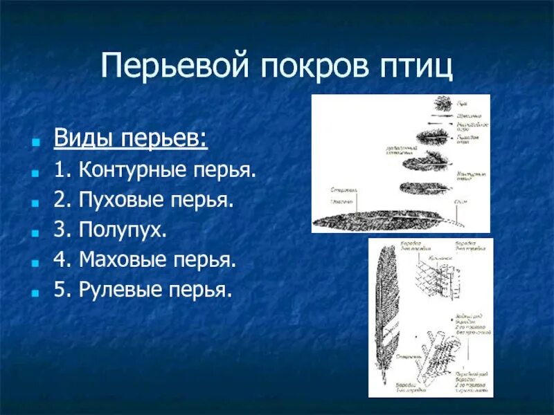 Естественный процесс смены шерстного и перьевого покрова. Покровы тела птиц 7 класс. Перьевой Покров птиц. Перьевой Покров птиц типы перьев. Особенности перьевого Покрова птиц.