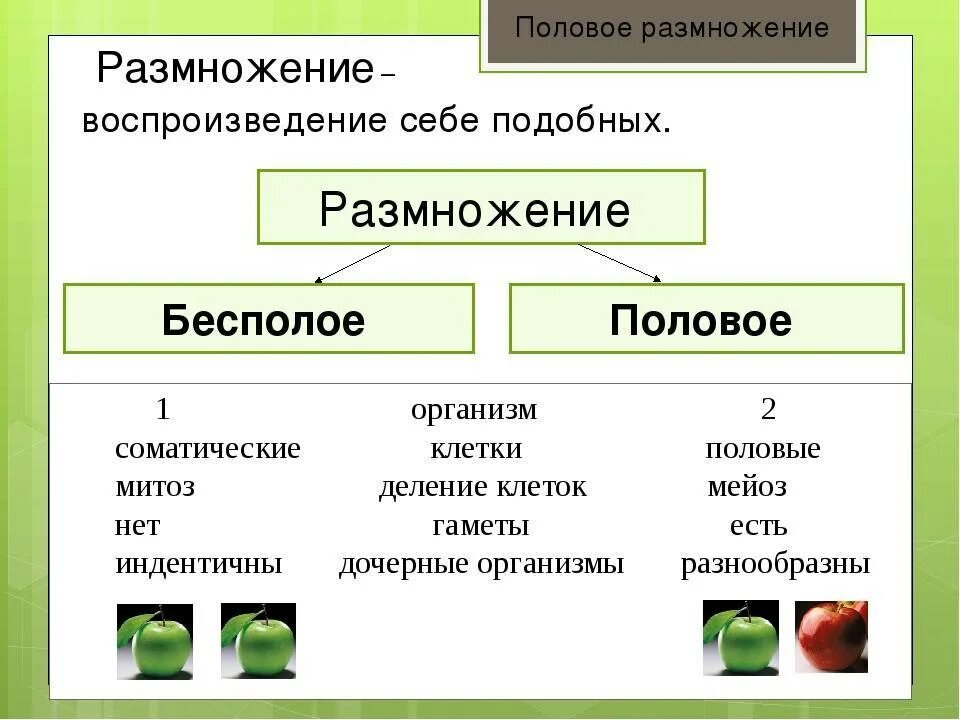 Размножение живых организмов примеры. Половое и бесполое размножение животных. Типы бесполого размножения растений. Примеры полового и бесполого размножения. Половой способ размножения примеры.