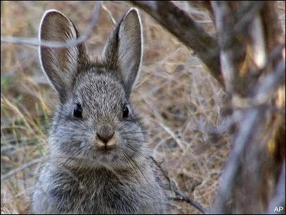 Айдахский кролик. Норка зайца. Заяц под кустом. Зайцы живут под