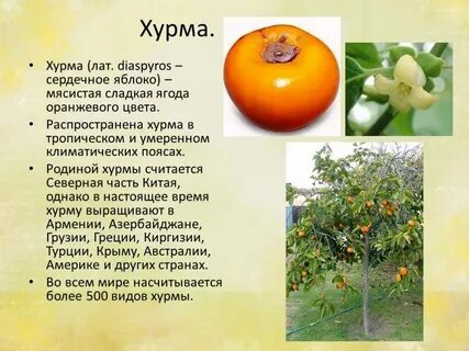 Хурма характеристика и описание