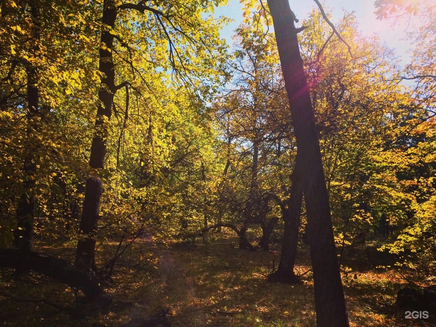 Кумысная Поляна Саратов. Природный парк Кумысная Поляна. Парк Кумысная Поляна Саратов. Кумысная Поляна кафе Саратов.