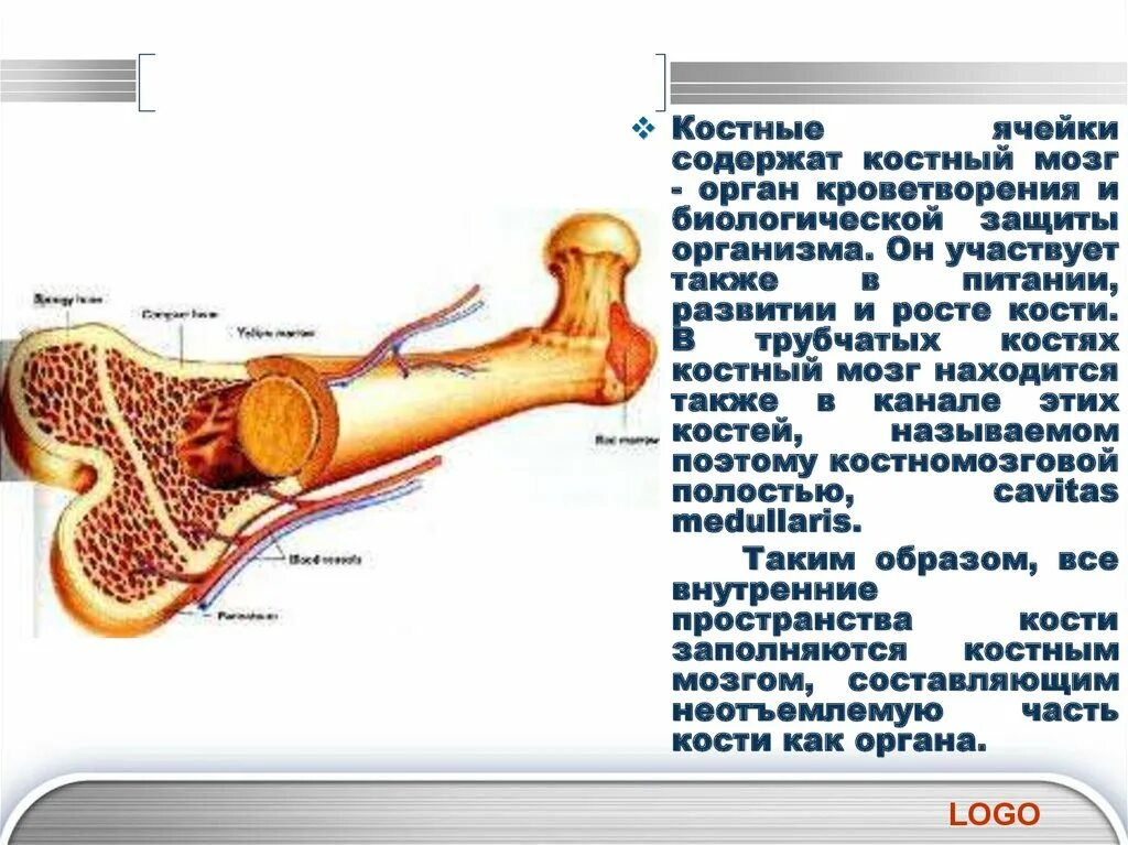 Костный мозг где находится. Трубчатые кости содержат красный костный мозг:. Где расположен желтый костный мозг. Желтый костный мозг кроветворение. Костный мозг внутреннее.