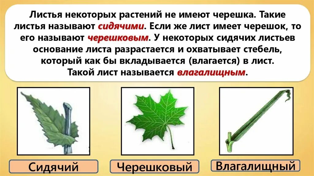 Черешковые и сидячие листья. Сидячий лист. Сидячий вид листа. Простой сидячий лист примеры.