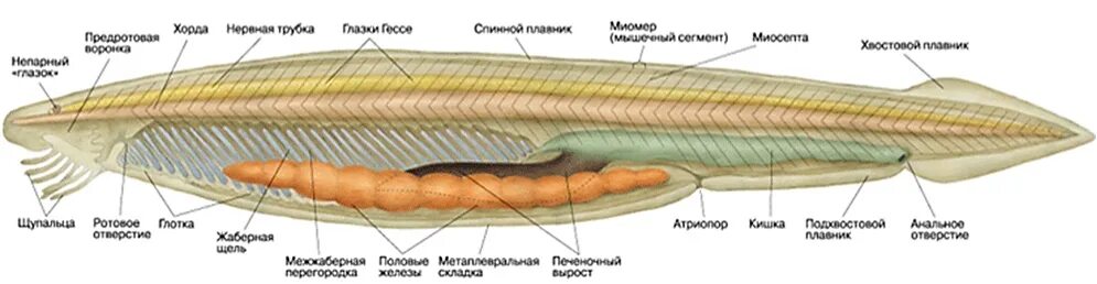 Глотка у хордовых. Атриальная полость ланцетника. Ланцетник биология. Строение ланцетника половая система. Пищеварительная система хордовых ланцетник.