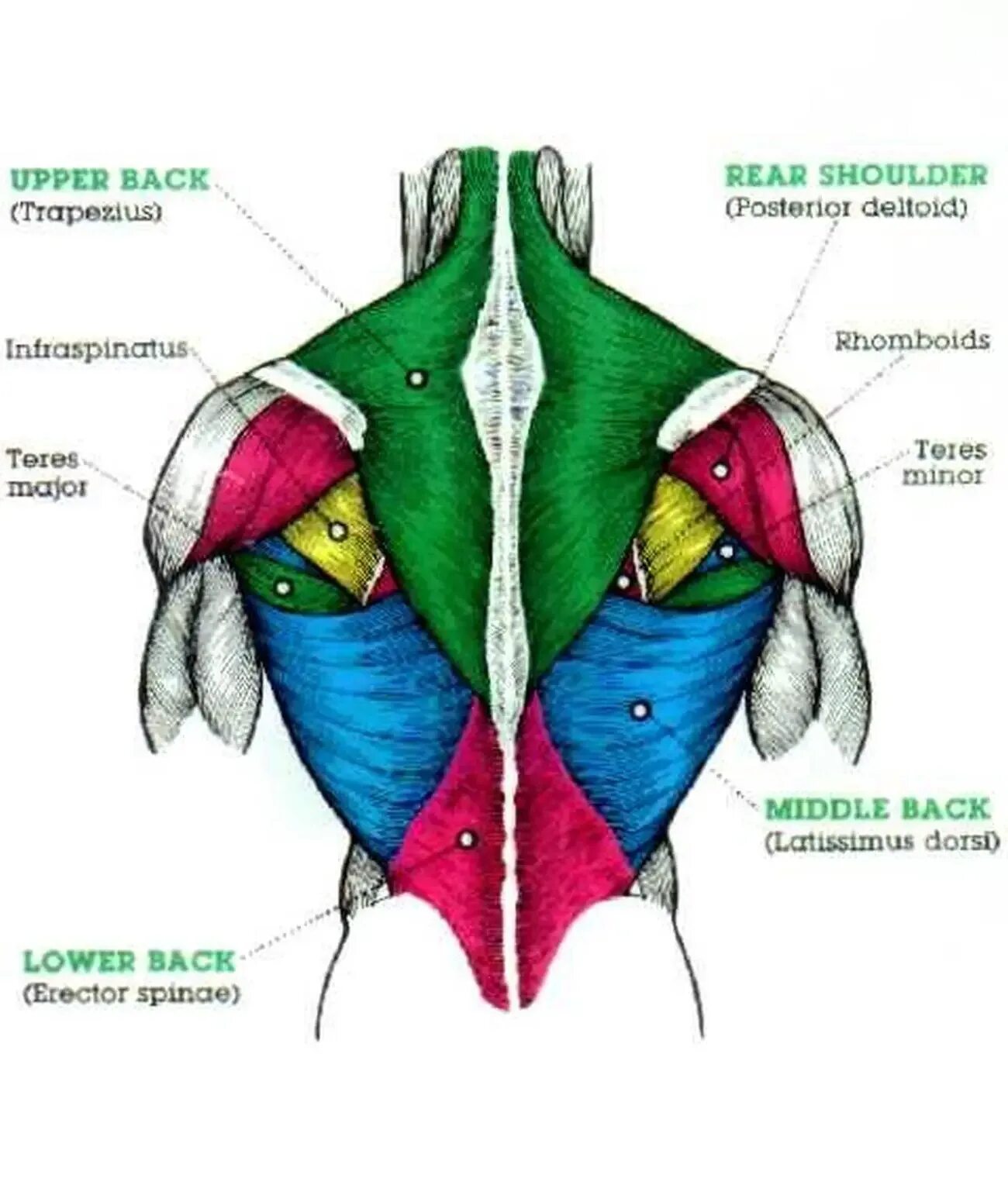Строение мышц спины человека. Апоневроз широчайшей мышцы спины. Мышцы спины схема. Мышцы верхней части спины анатомия. Части поясницы