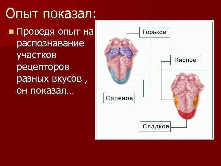 Какую функцию выполняет вкусовой анализатор. Вкусовой анализатор 8 класс биология. вкусовой анализатор строение. функции вкусового анализатора. строение вкусового анализатора 8 класс биология.