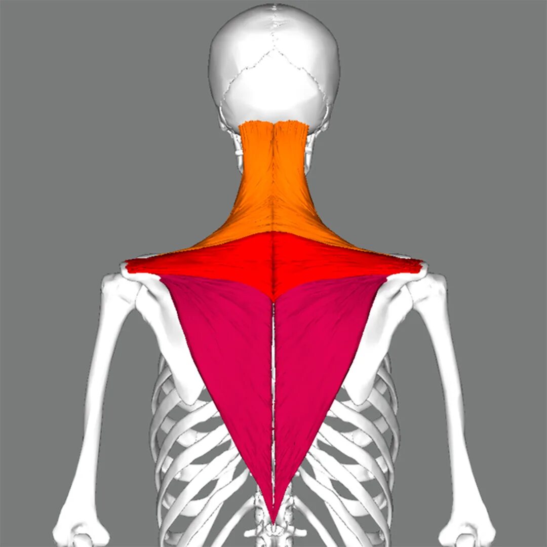 Верхняя трапециевидная. Трапециевидная мышца (m. Trapezius). Musculus Trapezius анатомия. Верхние пучки трапециевидной мышцы. Верхняя порция трапециевидной мышцы.