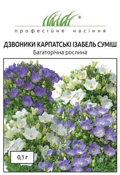 Колокольчик карпатский Blue, цена, купить в Перми - Многолетние цветы - Питомник