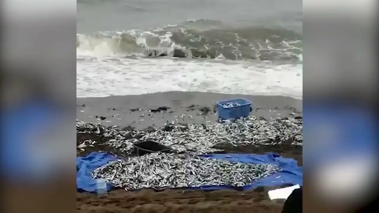 Аств сахалин видео. Уёк на сахалине. преступление в америке девушка на берегу океана забита камнями.