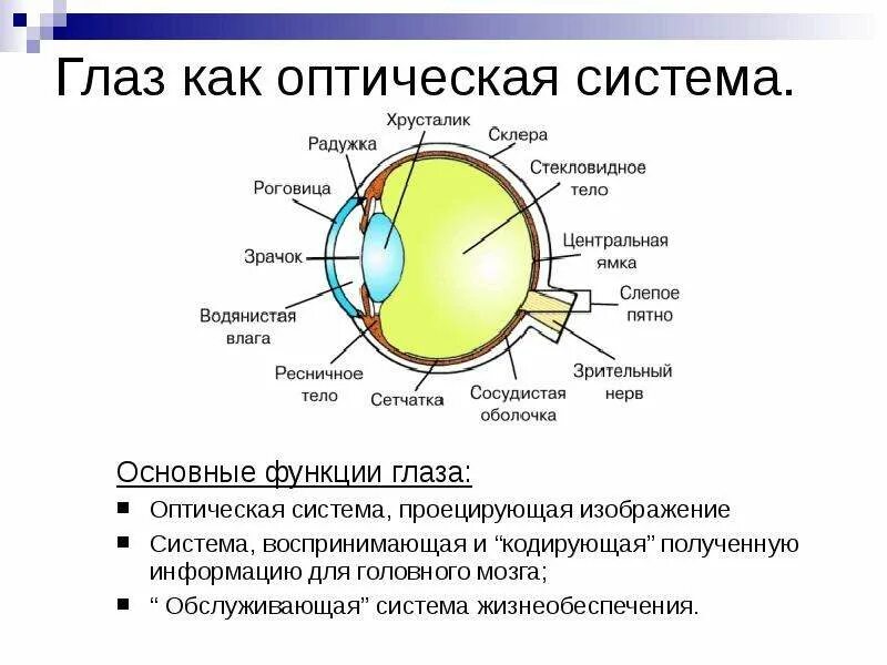 Глаз как оптическая система физика сообщение кратко. Строение оптической системы глаза. строение глаза оптическая система глаза. оптическая структура глаза строение и функция. строение глаза оптической системы строение.