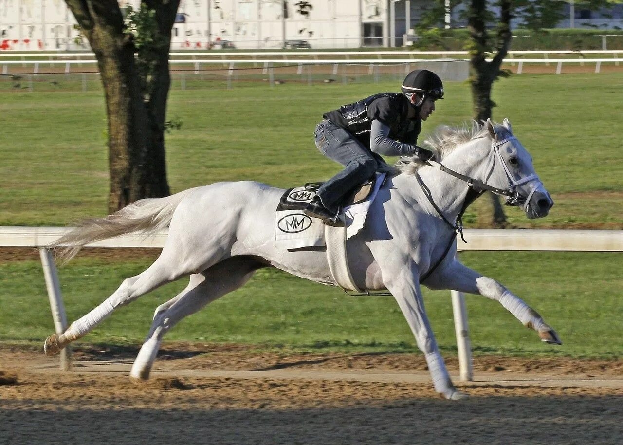 Джордж вульф жокей. Где проходят скачки акведук. Avenue horse. Самая быстрая лошадь в мире. Wonder white.