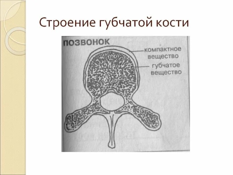 Губчатая кость рисунок