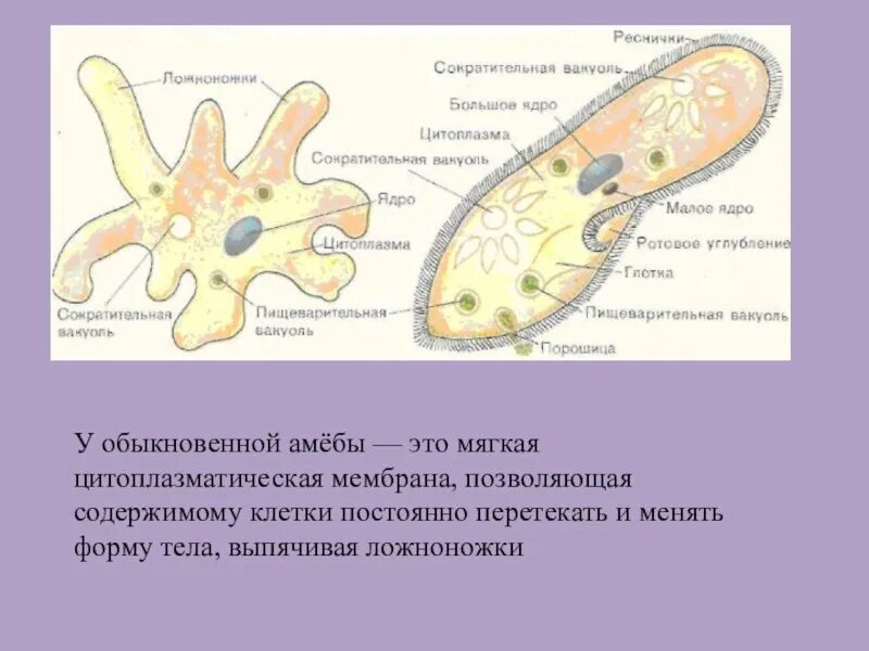 Части строения простейших. Строение простейшего амебы 5 класс. Амёба обыкновенная 5 класс биология. Амеба проект по биологии 5 класс биология. Строение амебы 5 класс биология.