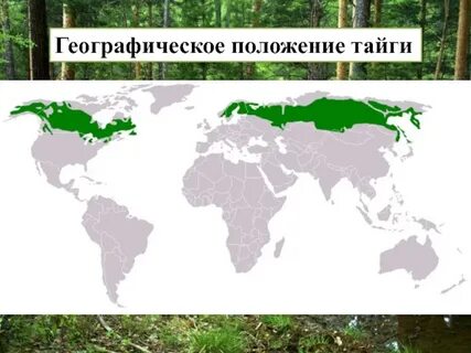 Хвойные леса северной америки и евразии