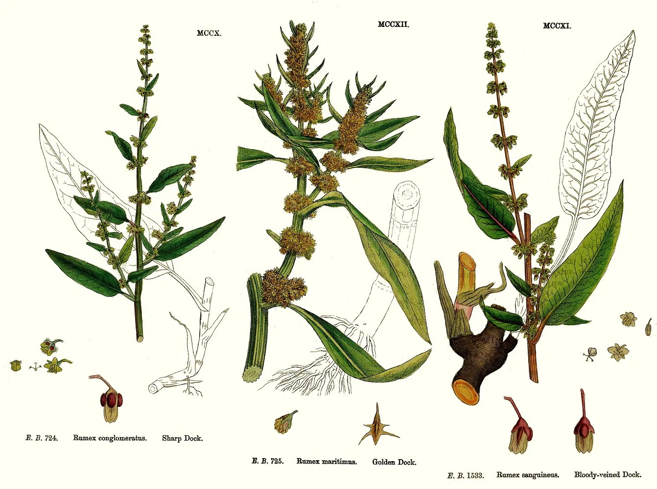 Rumex conglomeratus. Rubiaceae семейство. Rumex ujskensis. Rumex sanguineus корневище. Женский орган в виде щавеля