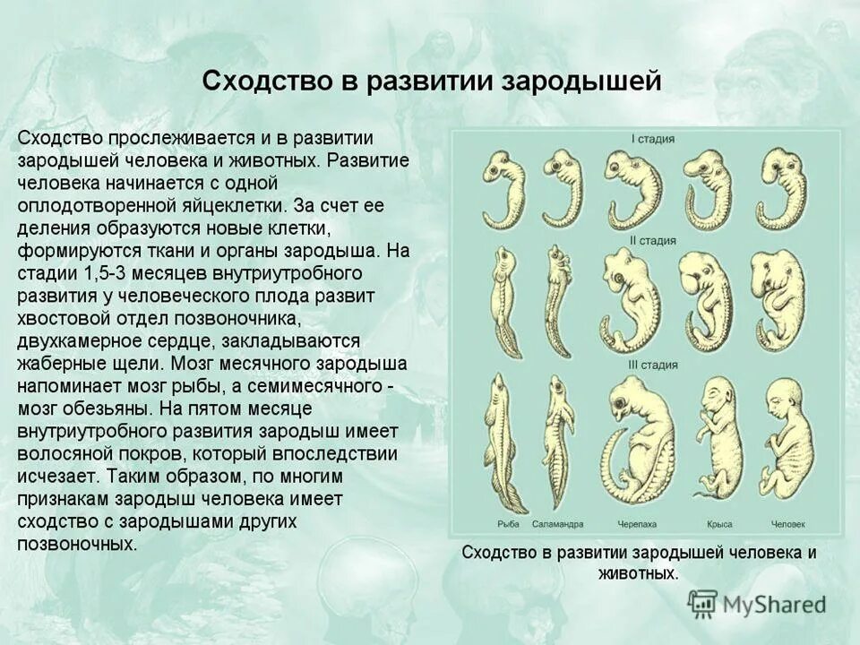 Зародыши позвоночных на разных стадиях развития. Эмбрионы позвоночных доказательства эволюции. Доказательства эволюции эмбриологические доказательства. Сходство эмбрионов у зародышей позвоночных животных. Сходство в развитии зародышей человека и животных.