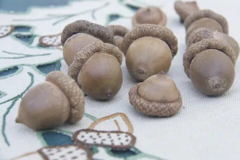 Кабаны добрый печенька желудями