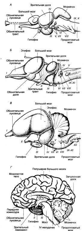 Отделы мозга ящерицы. Схема строения головного мозга ящерицы. Строение головного мозга рептилий. Мозг пресмыкающихся схема. Мозг черепахи строение.