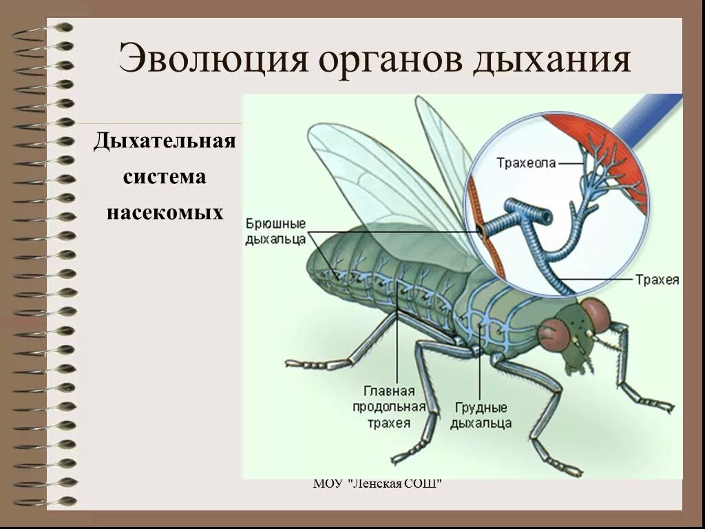 Дыхательная система насекомых. Трахейное дыхание у насекомых. органы газообмена насекомых. дыхательная система насекомых 7 класс биология. строение дыхательной системы насекомых.