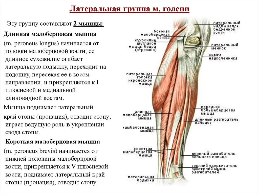 Длинная малоберцовая мышца (m. Fibularis Longus). Анатомия мышц голени передняя группа. Мышцы голени передняя задняя латеральная группа. Переднелатеральная группа мышц голени.