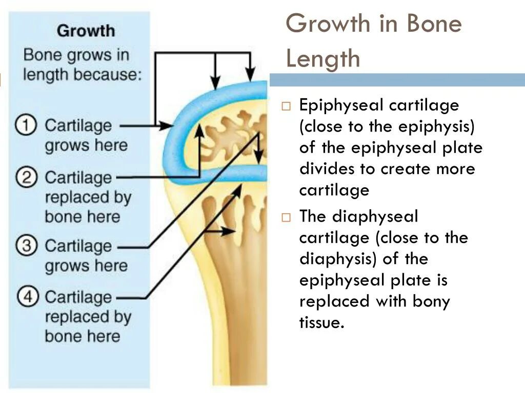 Bone growth. Bone growth. Joint extensions. Epiphyseal line. Bone remodeling.