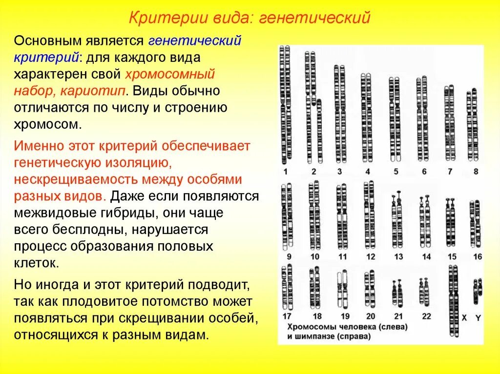 Генетические критерии человека. Генетическая (репродуктивная) изоляция. Генетические критерии человека. Генетический критерий. Генетический критерий примеры животных.