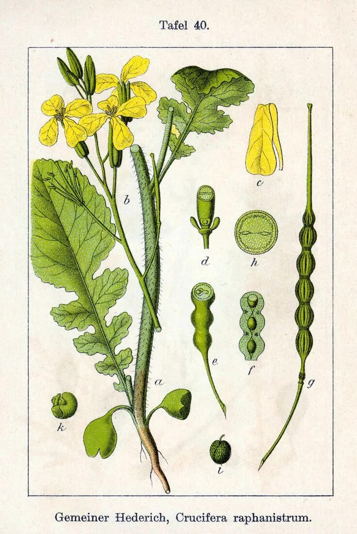 Raphanus sativus subsp. Редька дикая семейство крестоцветные. Редька дикая (raphanus raphanistrum). Редька дикая и редька посевная. Дикая редька сурепка.