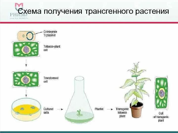 Преобразования у растений