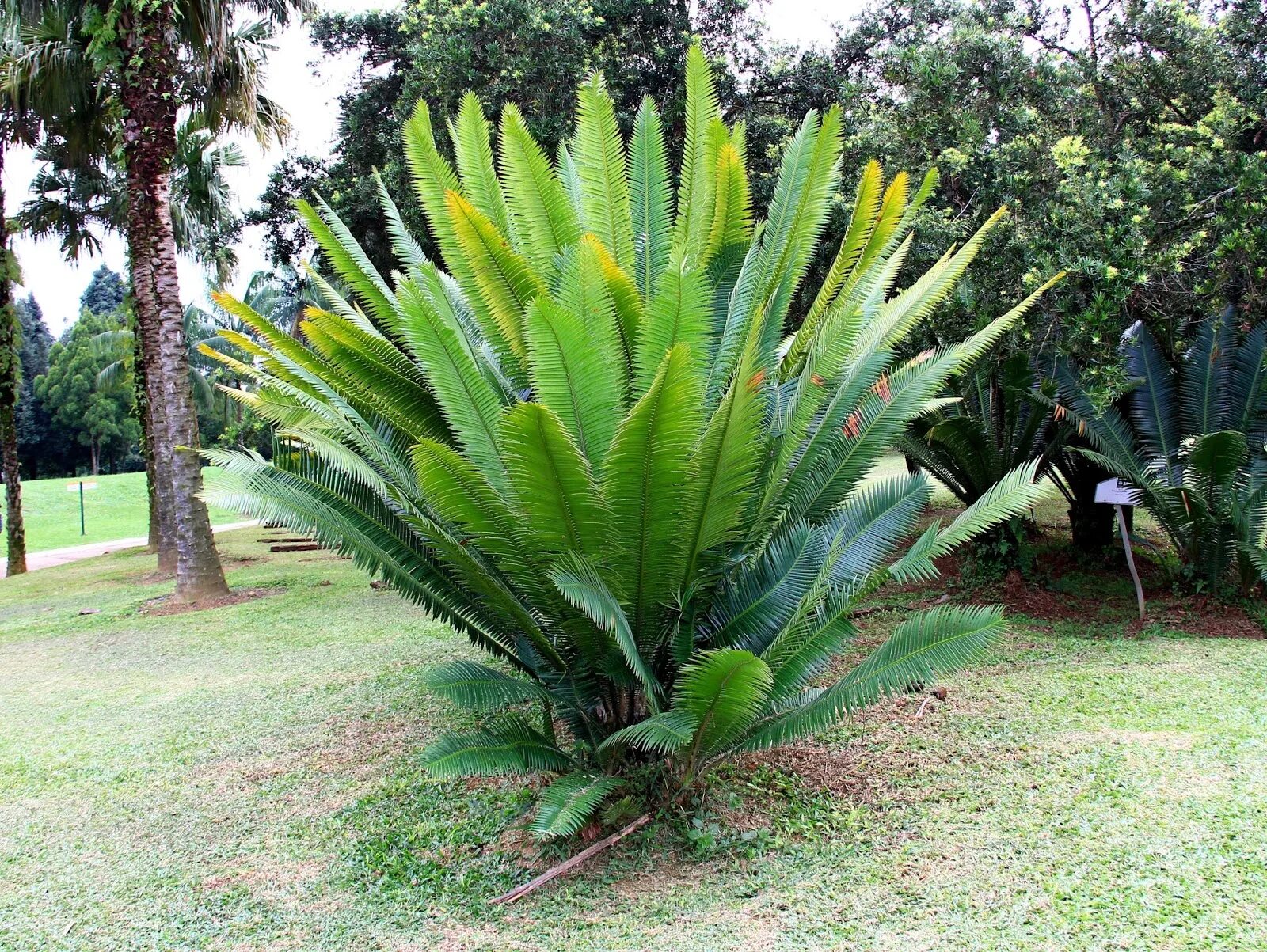 Саговниковые хвойные. Dioon spinulosum. Диоон. Саговник поникший Цикас. Саговник обыкновенный.