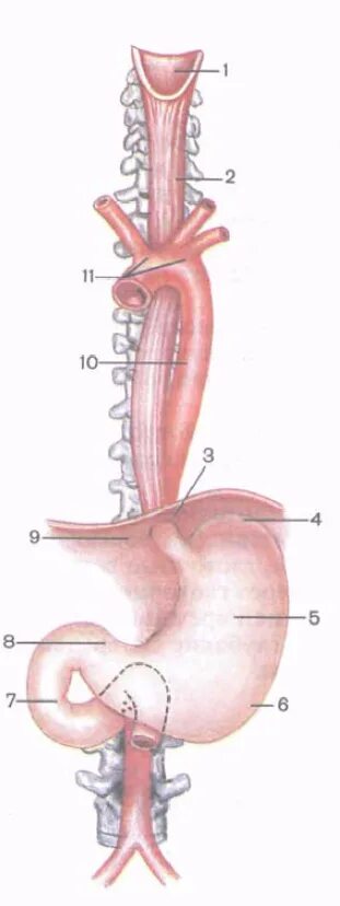Пищевод анатомия. Абдоминальная часть пищевода. Брюшная часть пищевода. Шейная часть пищевода