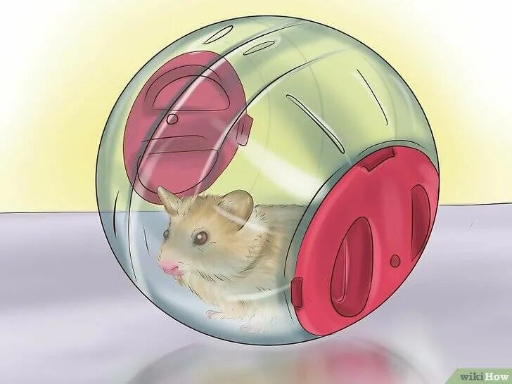 Hamster oracle