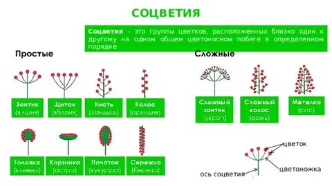 Самая примитивная группа цветковых