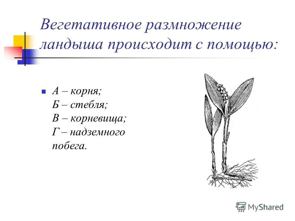 Корневая система ландыша