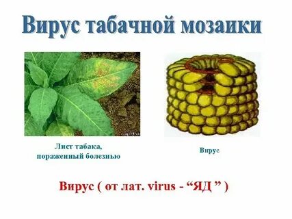 Какое строение имеет вирус табачной мозаики