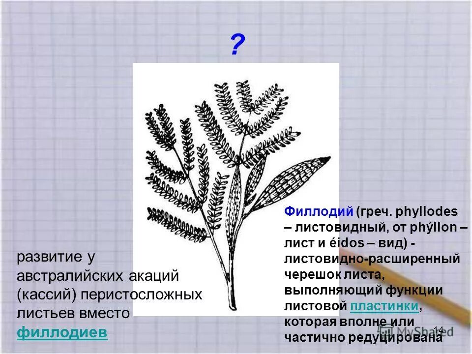 Жизненная форма хвощевидных растений. Характеристика отдела хвощевидные. Тип расположения листьев у хвоща. Отдел хвощевидные особенности строения. Редуцированные листья.