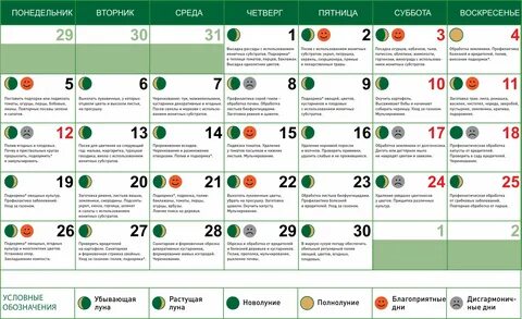 Посевной календарь садовода на июнь 2024