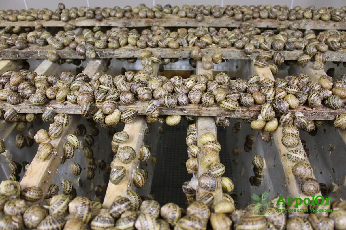 Ферма виноградных улиток. Улиточная ферма самара. Ферма по разведению виноградных улиток. Улиточная ферма самара. Шато пино улиточная ферма новороссийск.