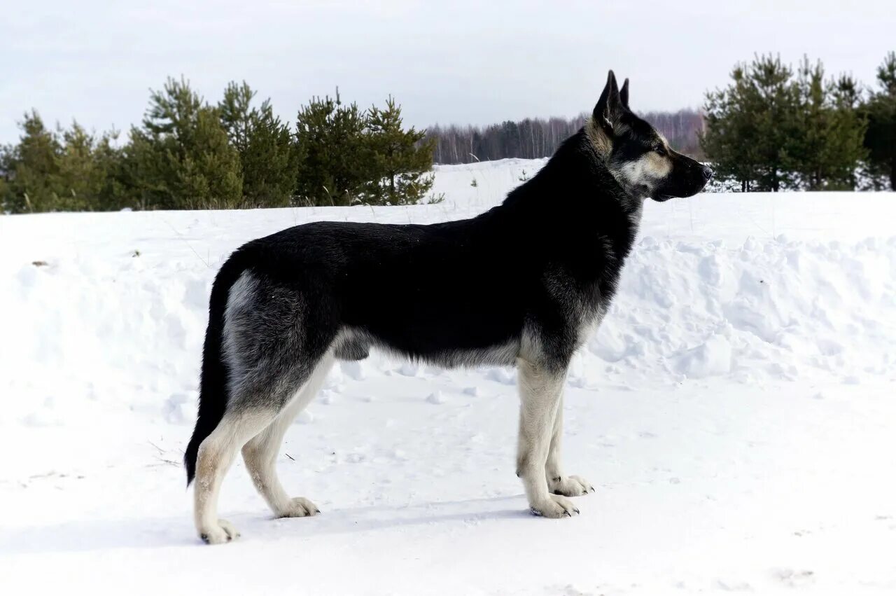 Восточноевропейская овчарка стандарт ркф. Вео овчарка. Стандарт восточно европейской. Вео восточно-европейская овчарка. Вео восточно-европейская овчарка.